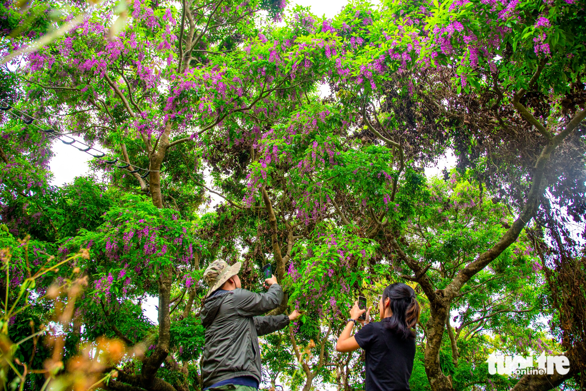 Sơn Trà - Ảnh 8.