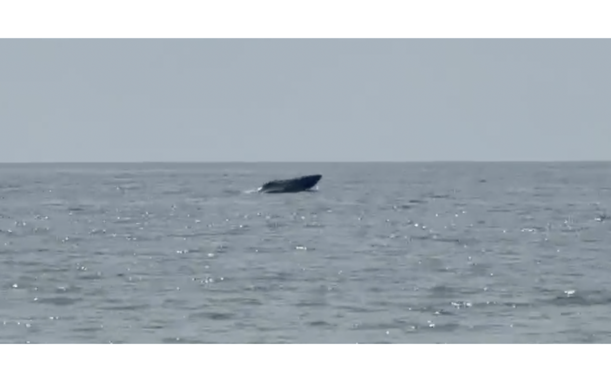 2 whales spotted hunting off central Vietnam waters- Ảnh 2.