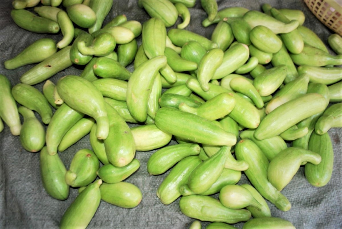 dưa gang - Ảnh 2.