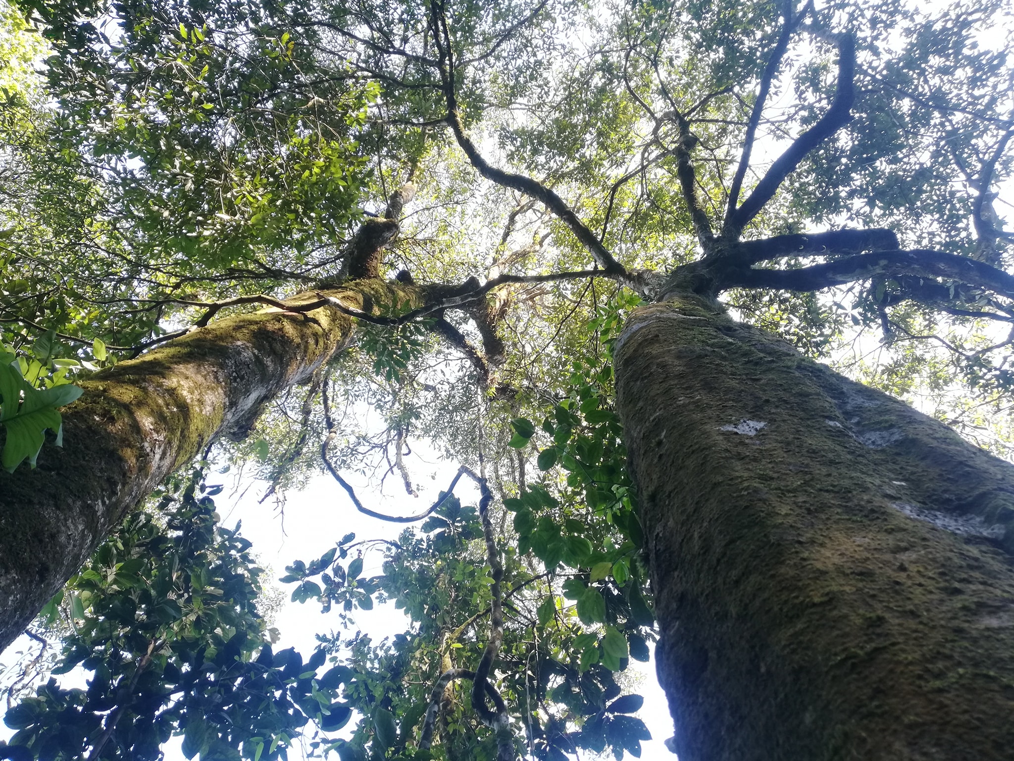 tam đảo bắc - Ảnh 2.