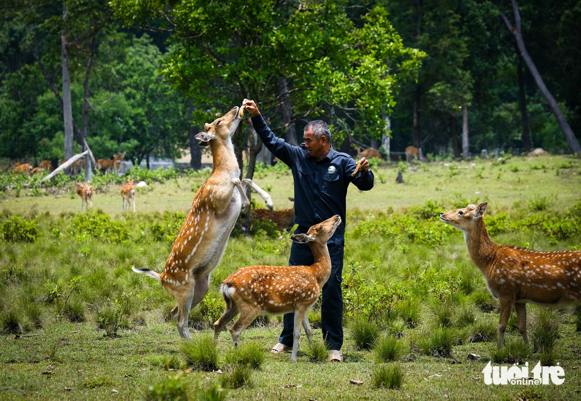 hươu sao - Ảnh 1.
