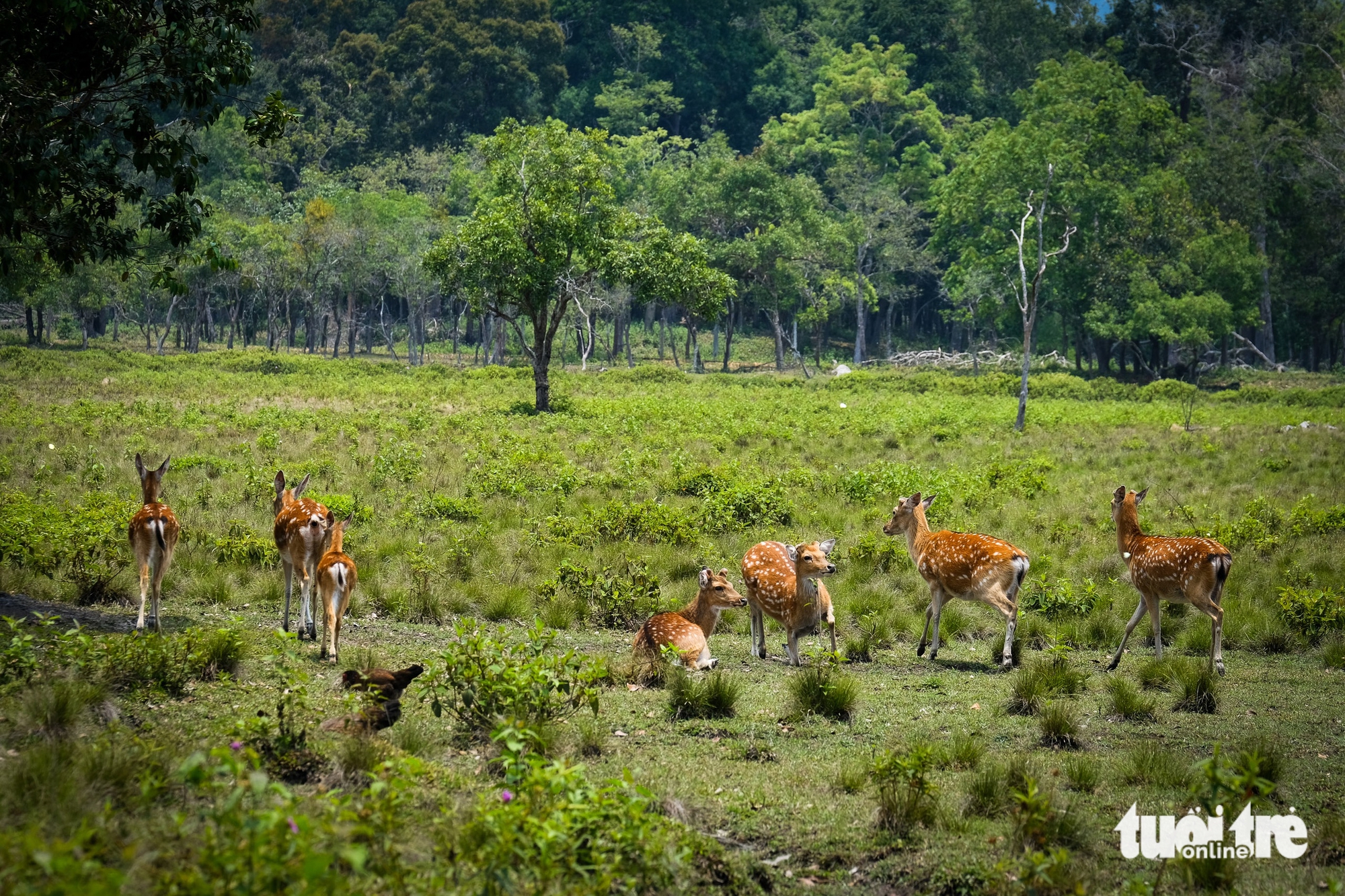 hươu sao - Ảnh 2.