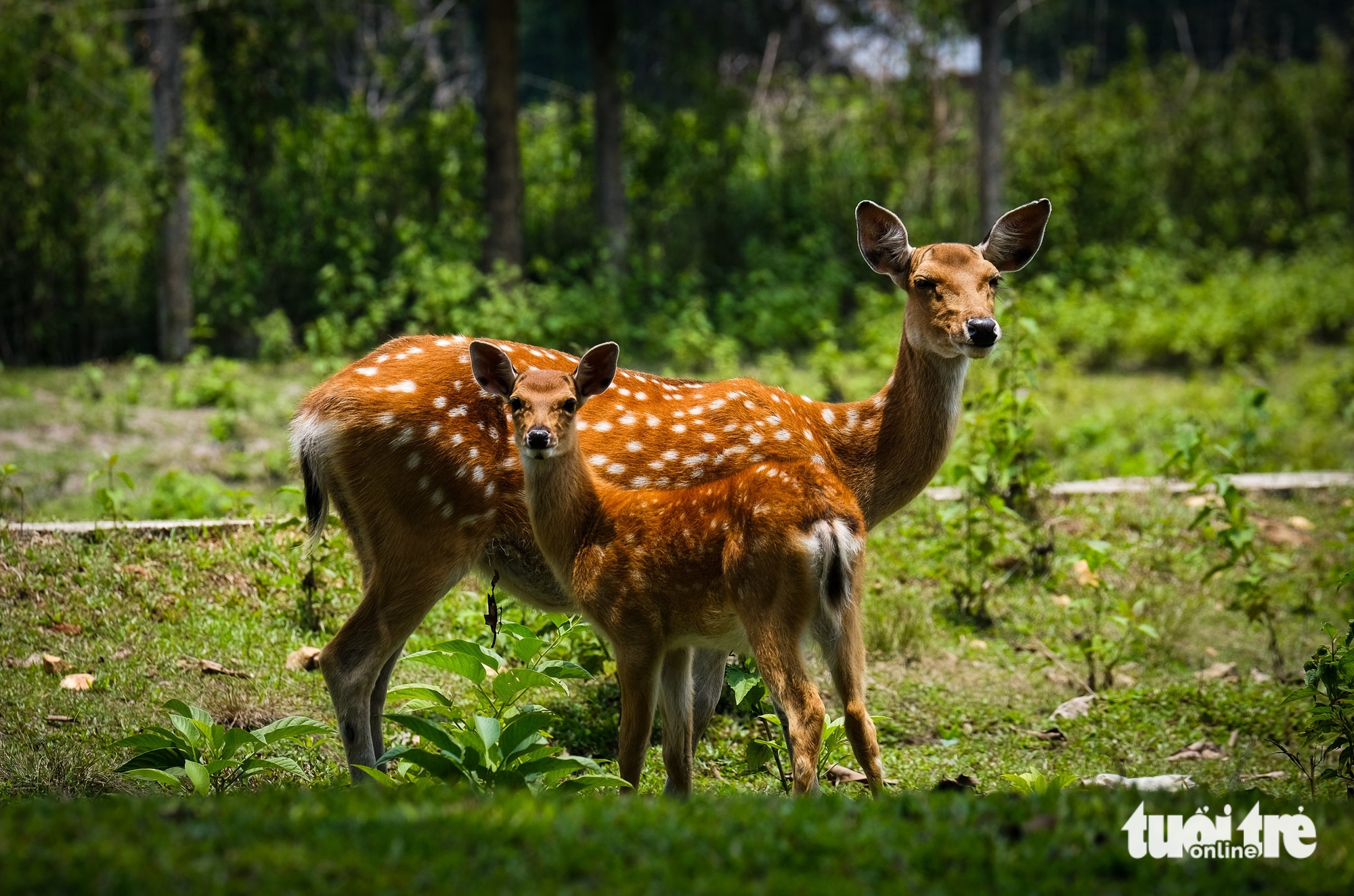 Ngắm đàn hươu sao 'báu vật' ở Vườn quốc gia Kon Ka Kinh - Ảnh 3.
