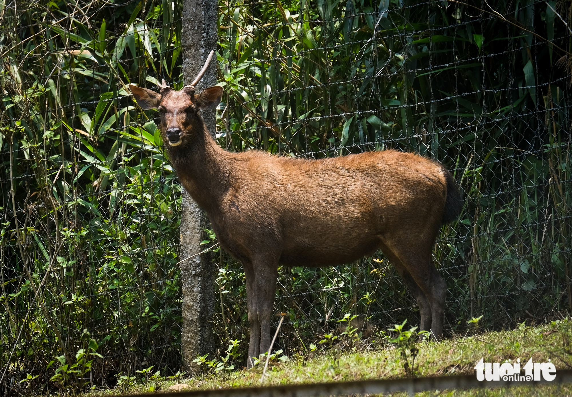 hươu sao - Ảnh 4.