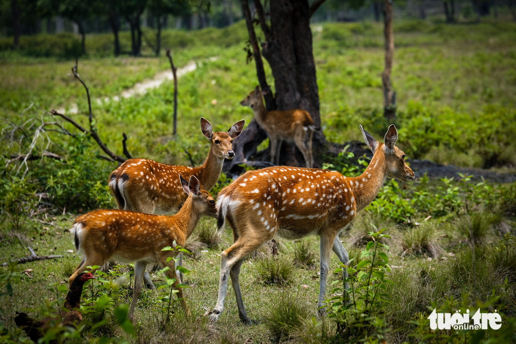 hươu sao - Ảnh 6.