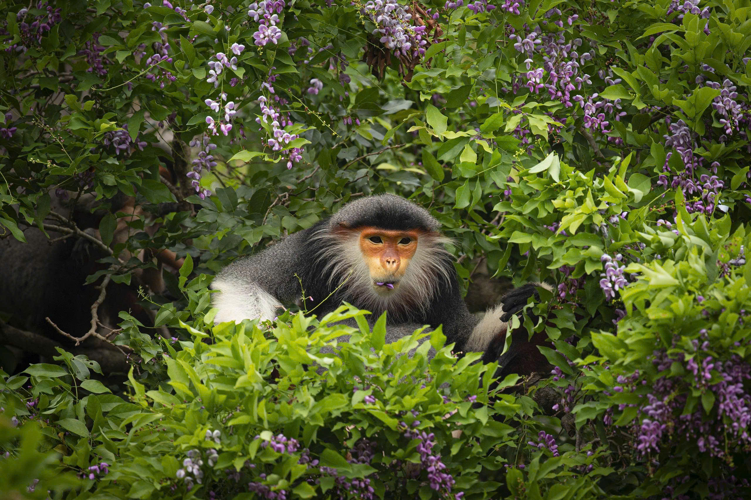 Sơn Trà - Ảnh 10.