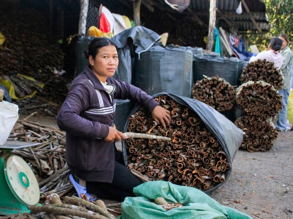 quế Trà Bồng - Ảnh 7.