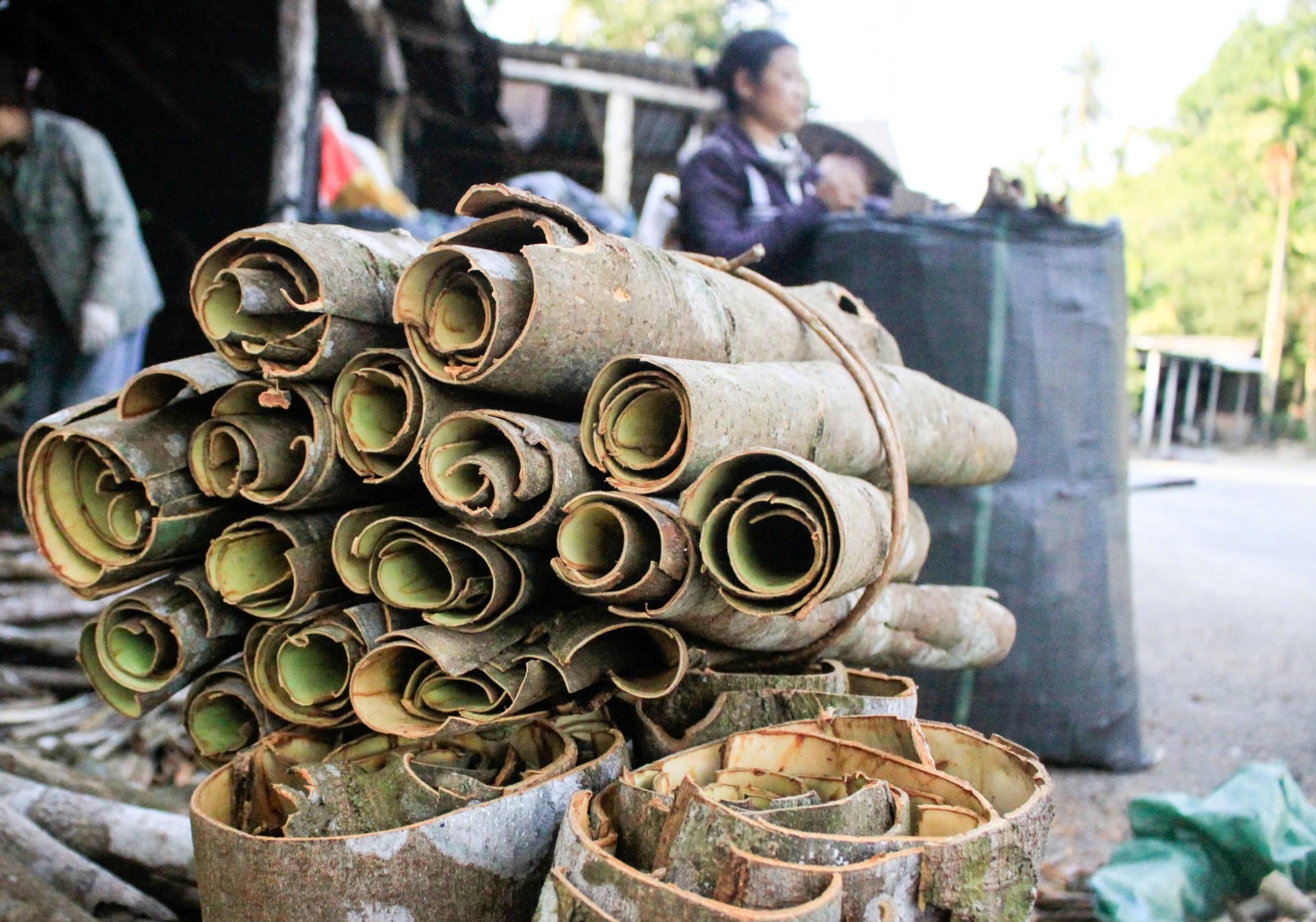 quế Trà Bồng - Ảnh 10.