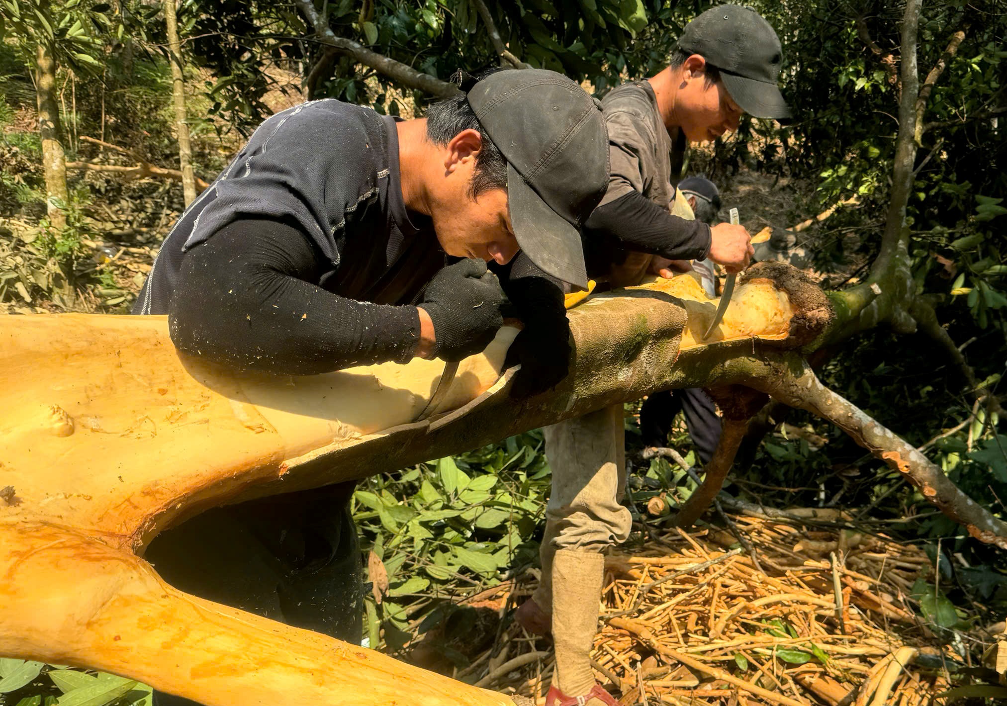 quế Trà Bồng - Ảnh 1.