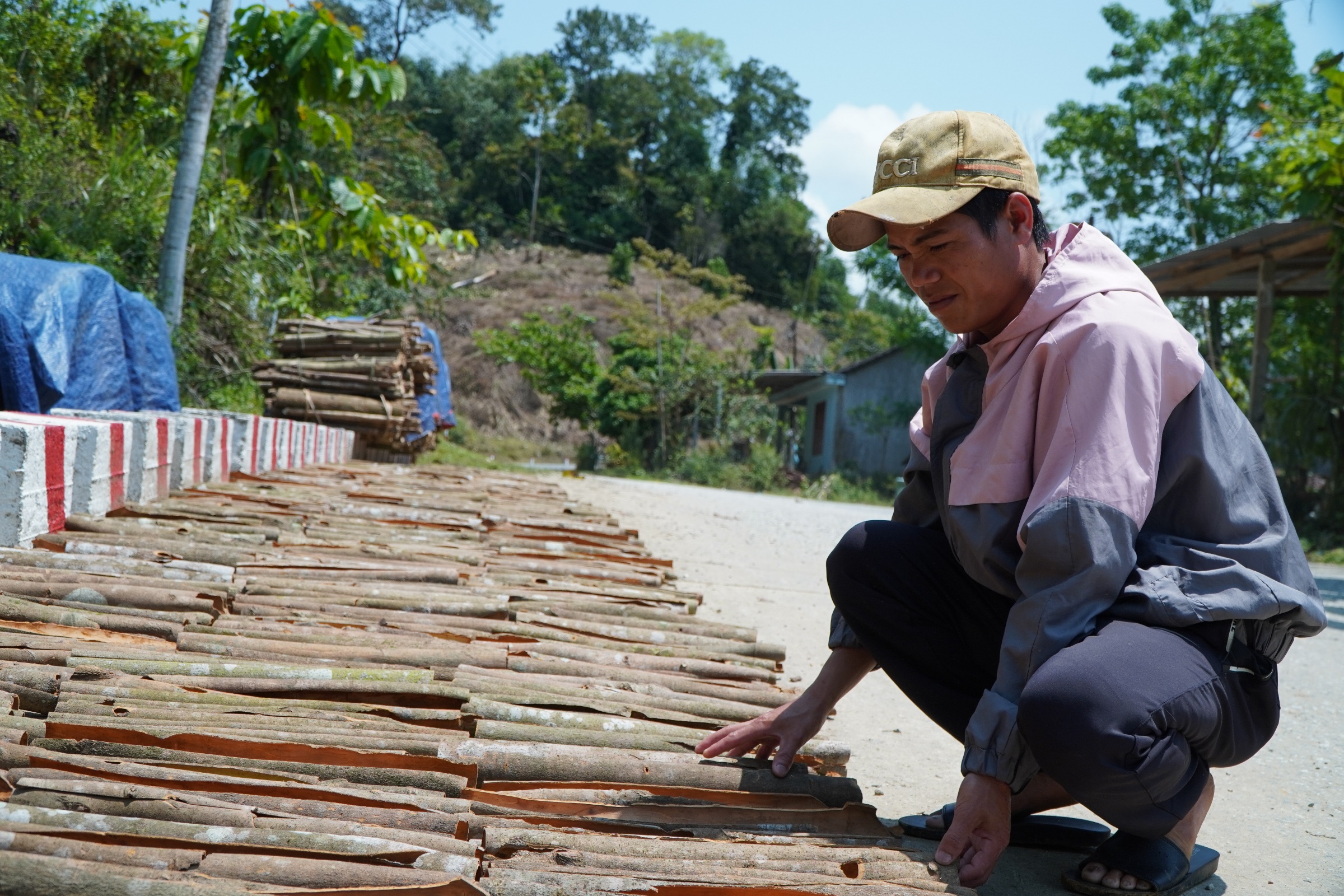 quế Trà Bồng - Ảnh 6.