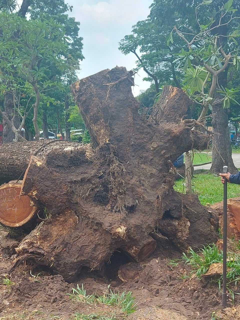 cây xanh - Ảnh 5.