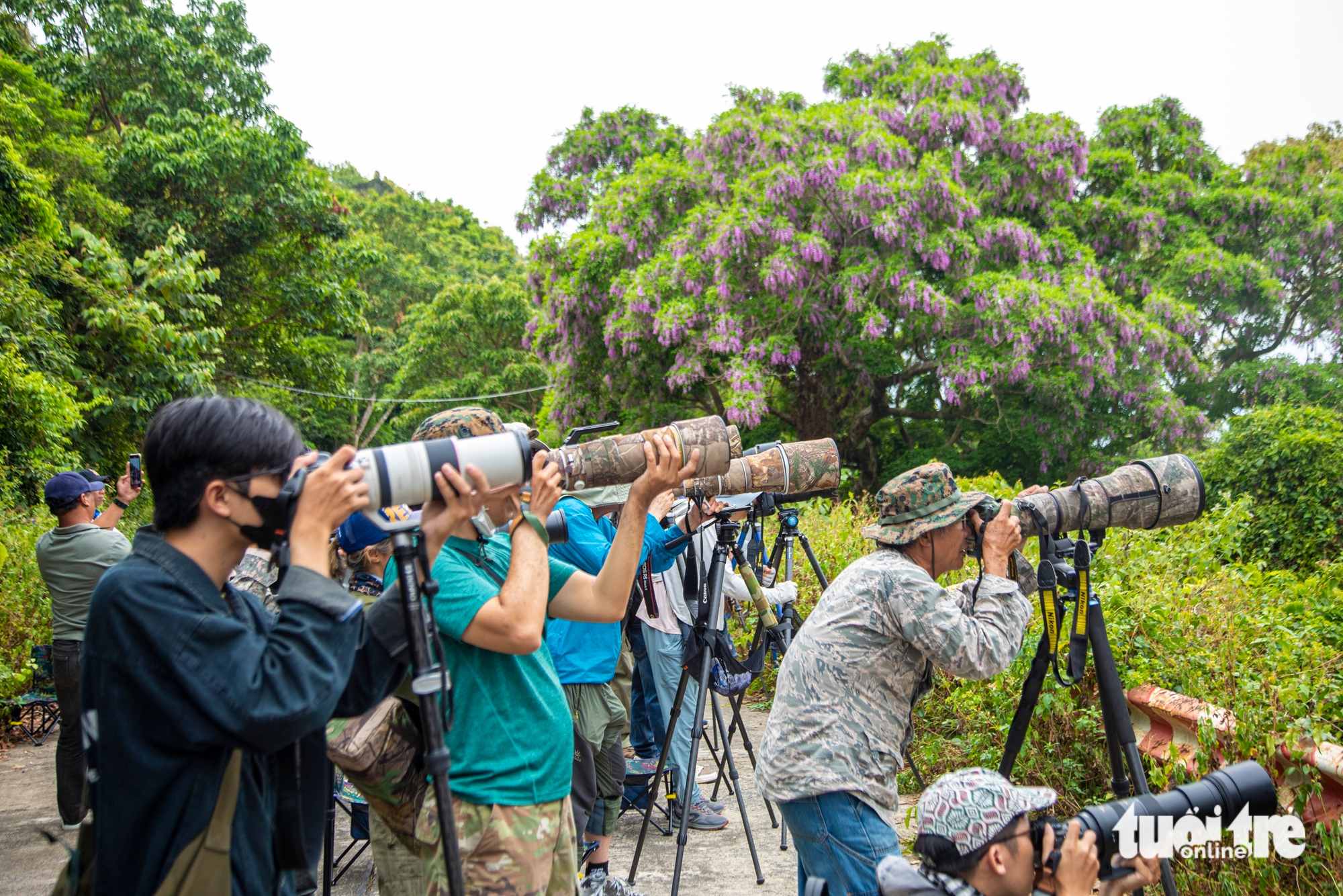 Chi hàng trăm triệu đổi lấy khoảnh khắc chụp được loài voọc quý trên bán đảo Sơn Trà - Ảnh 1.