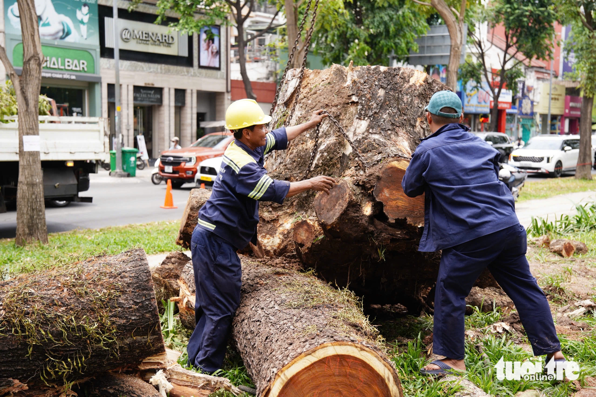 cây xanh - Ảnh 1.