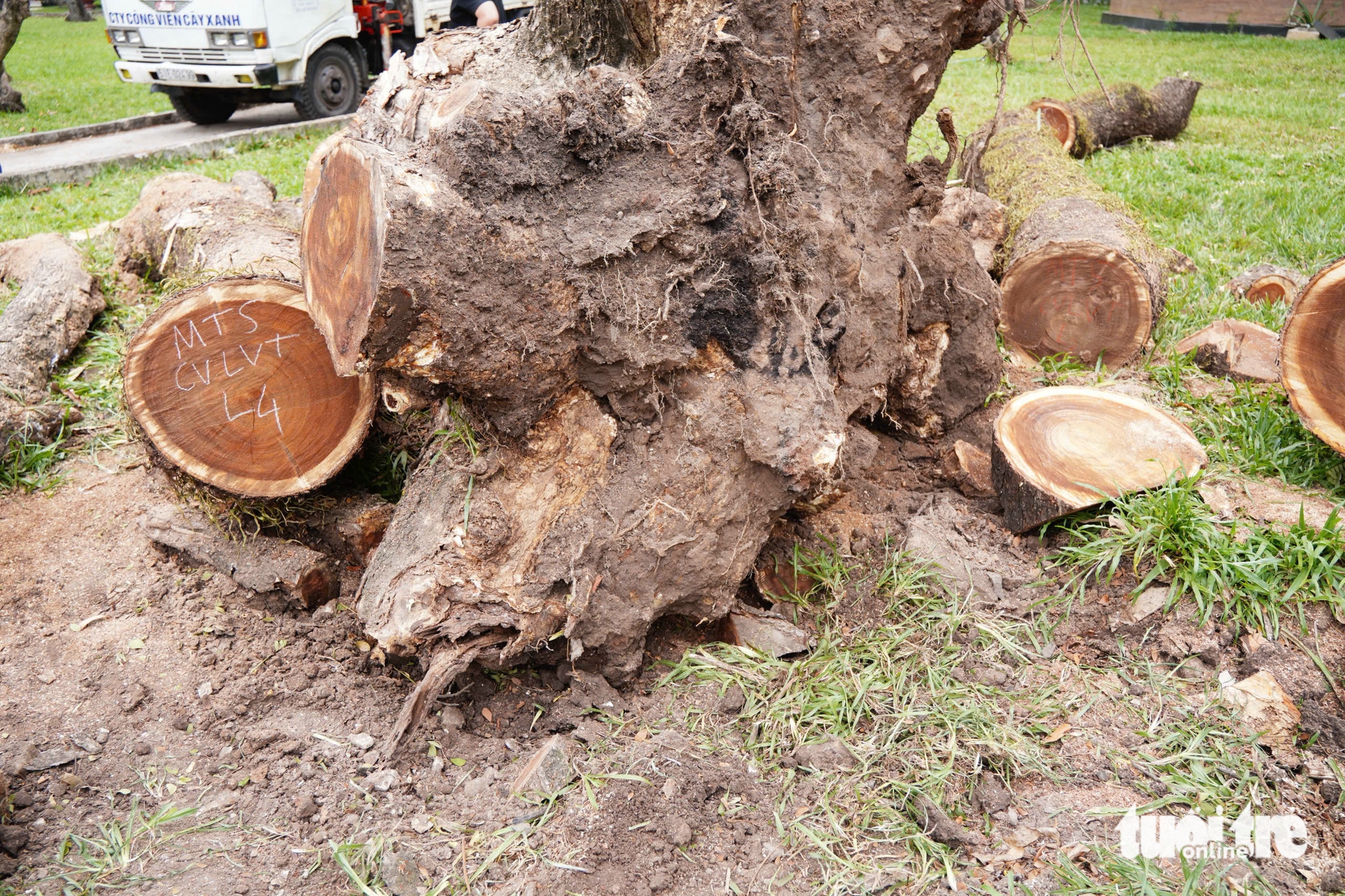 Đốn hạ cây ở công viên Lê Văn Tám và 15 cây xanh trên đường phố TP.HCM, công ty cây xanh nói gì? - Ảnh 3.