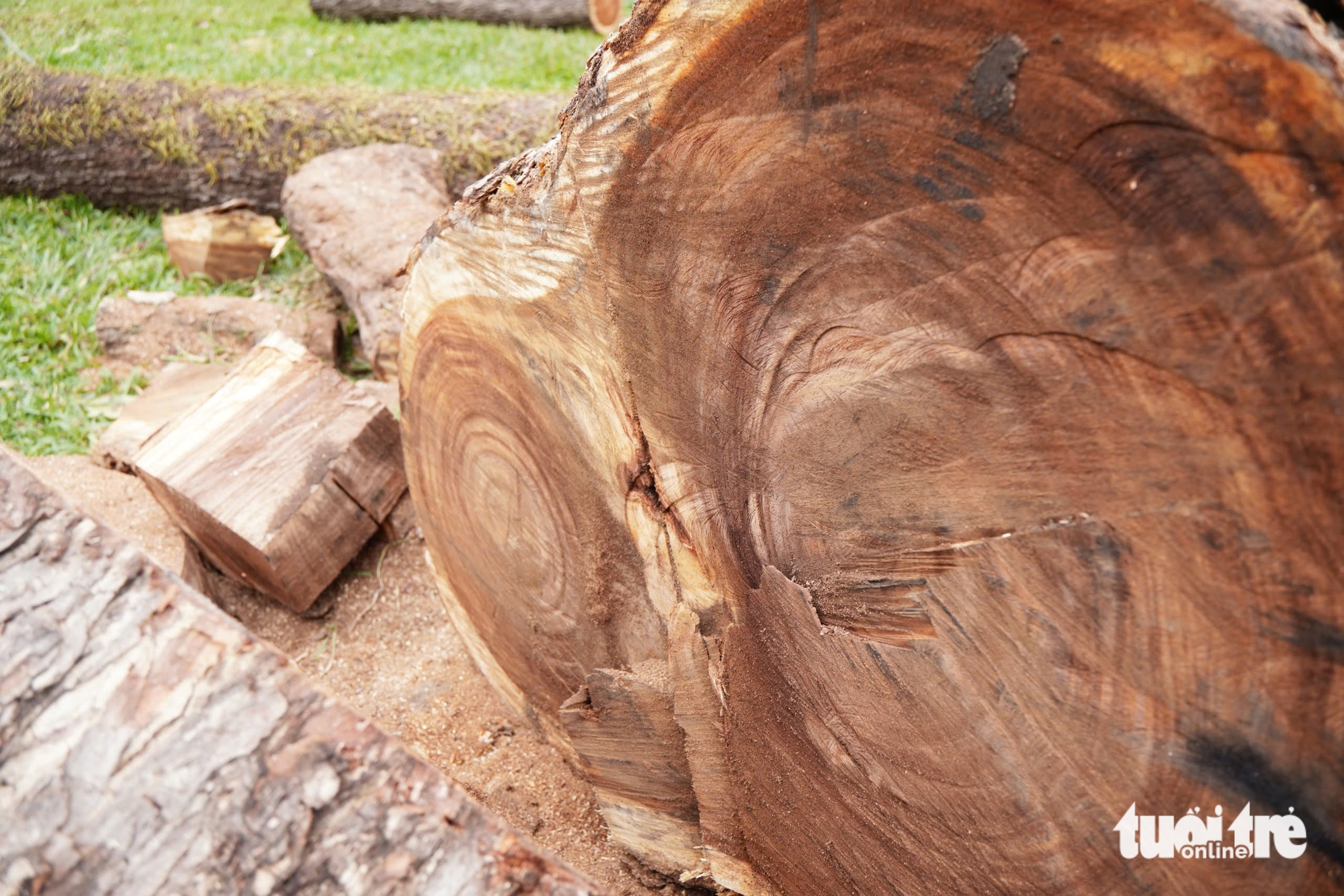 cây xanh - Ảnh 4.