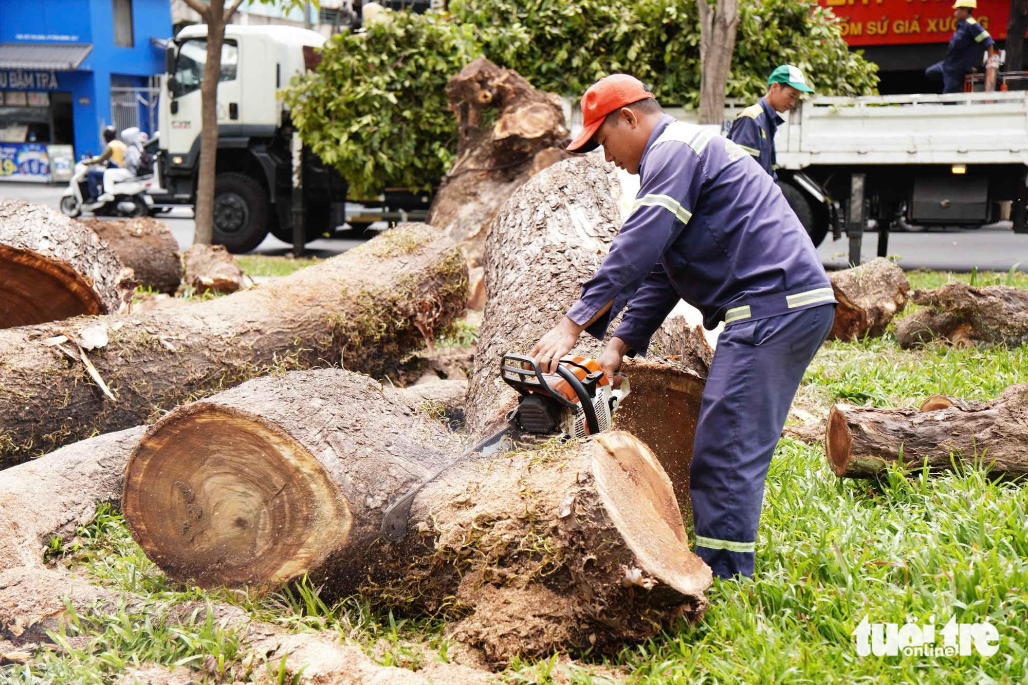 cây xanh - Ảnh 1.
