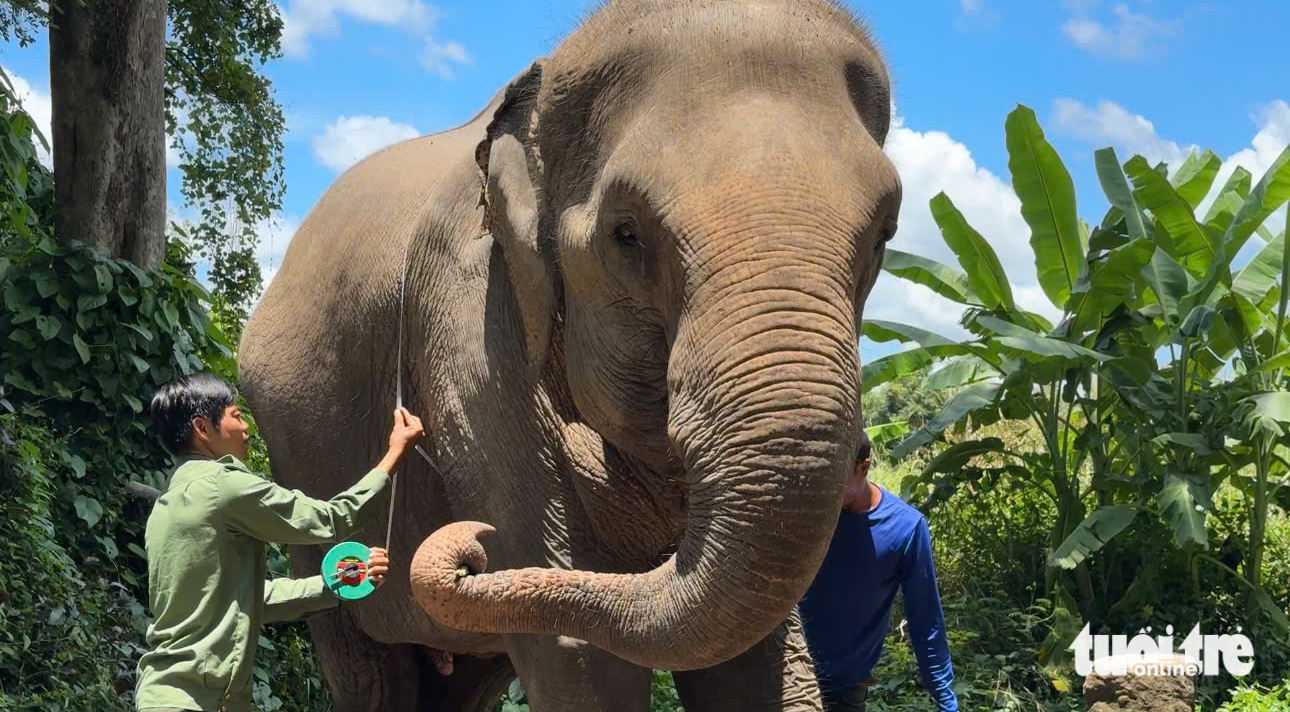 voi hạnh phúc - Ảnh 7.