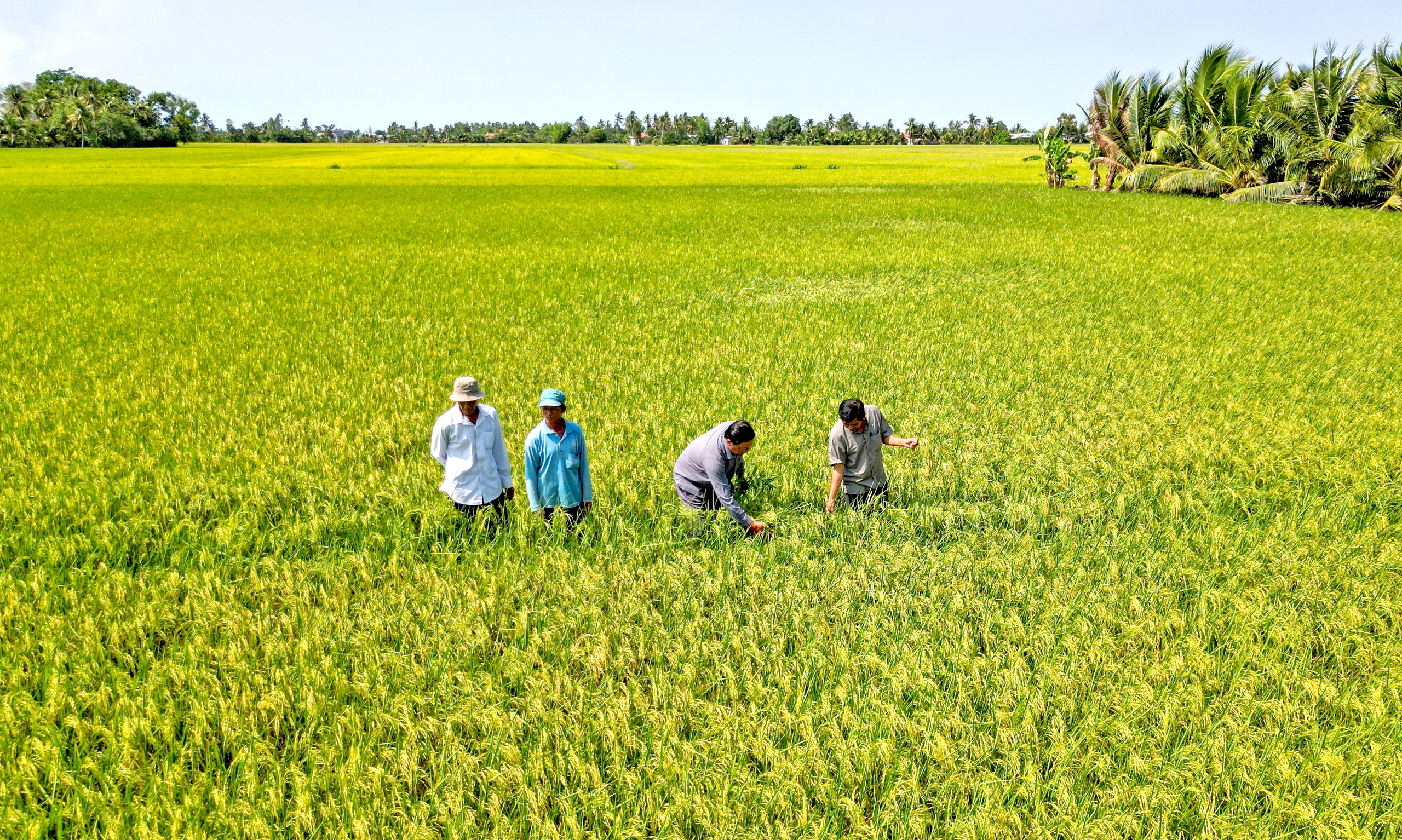 Đẩy mạnh liên kết để nâng giá trị hạt gạo Cà Mau - Ảnh 1.