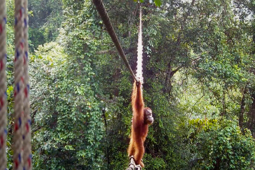 Orangutan uses Indonesia canopy bridge in 'world first': NGO- Ảnh 1.