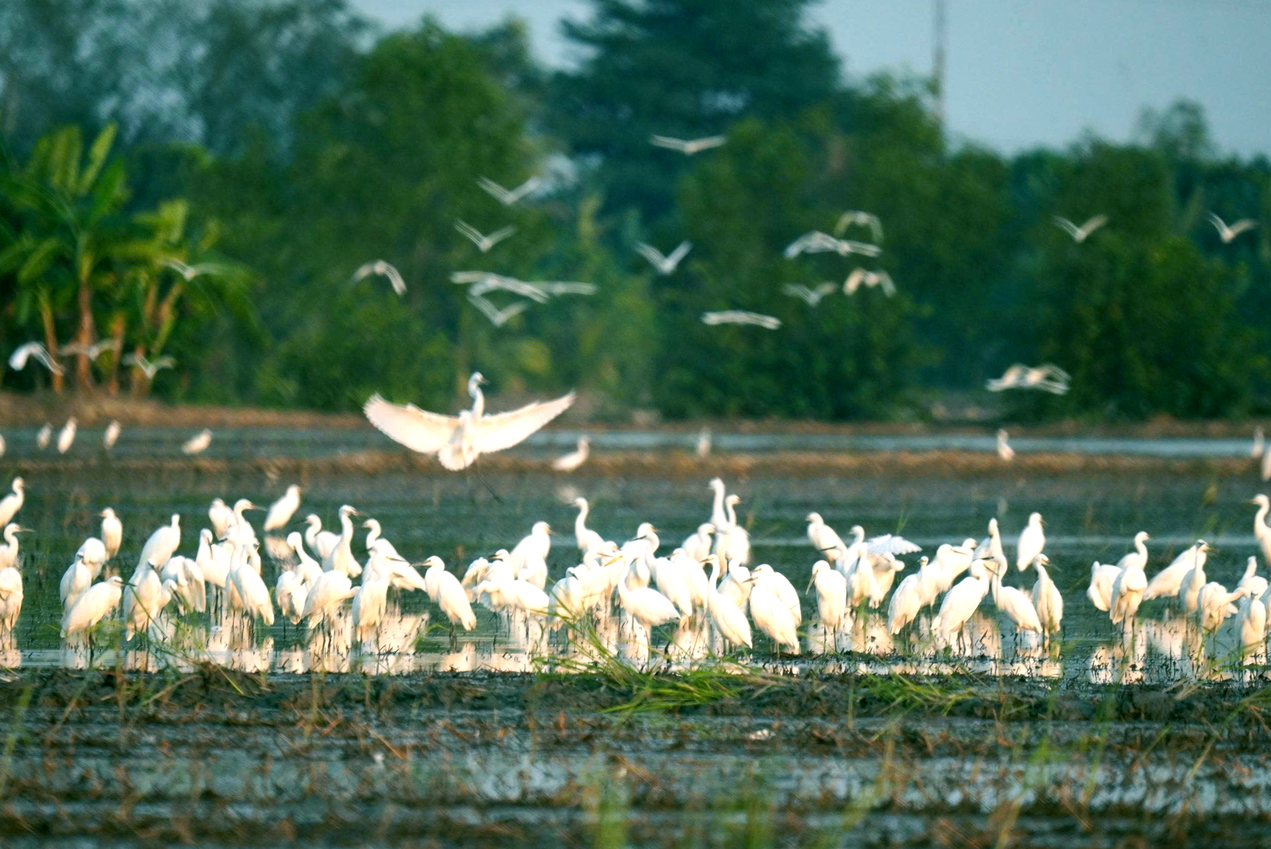 Biến chim trời thành thứ trên bàn ăn, các nền tảng số không vô can - Ảnh 1.