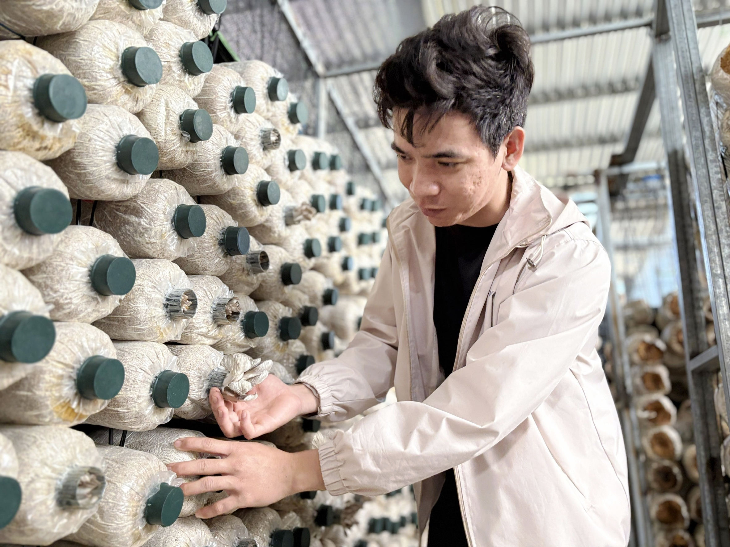 Kỹ sư trẻ khởi nghiệp trồng nấm sạch: Hành trình xây dựng vòng tròn sản xuất khép kín