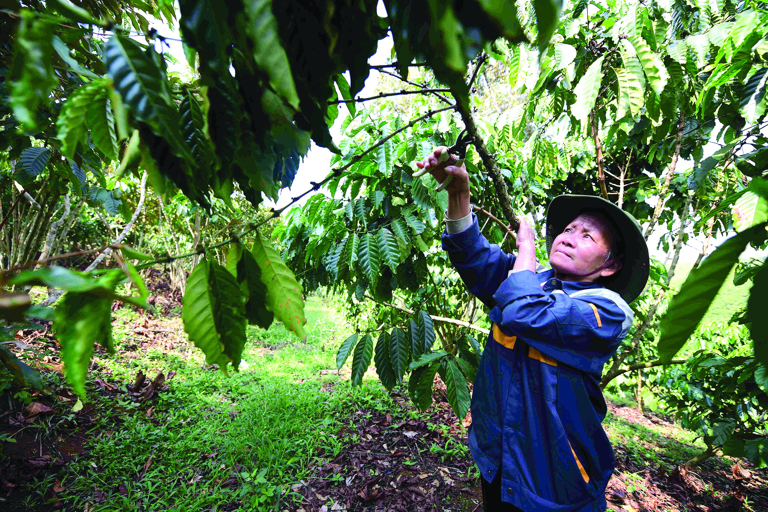 Bà Đoàn Thị Cậy, chủ một nông hộ liên kết với Golden Robusta. Ảnh: QUANG ĐỊNH