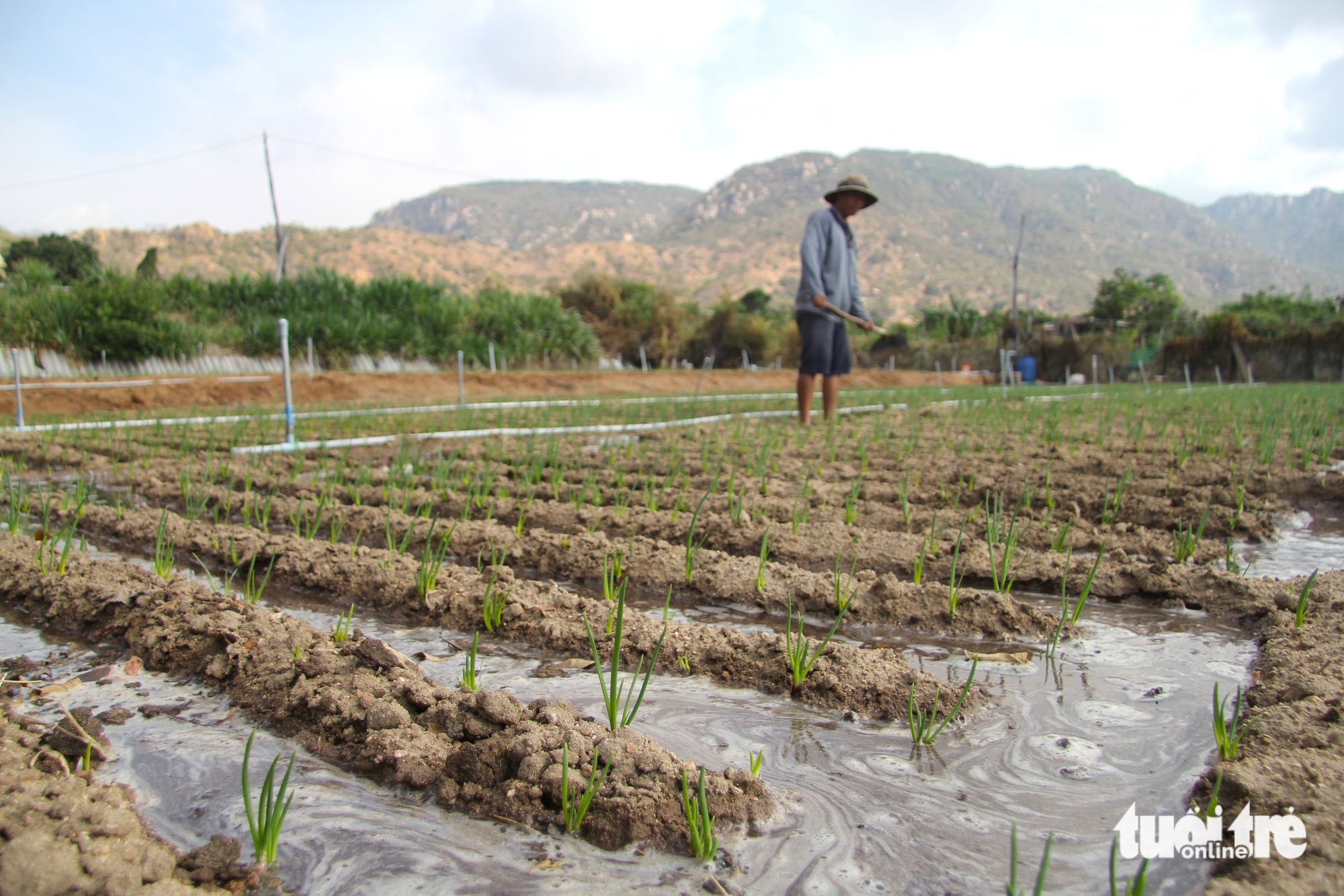 Nước về 'rốn hạn', hồi sinh vùng đất khát ở Ninh Thuận - Ảnh 2.