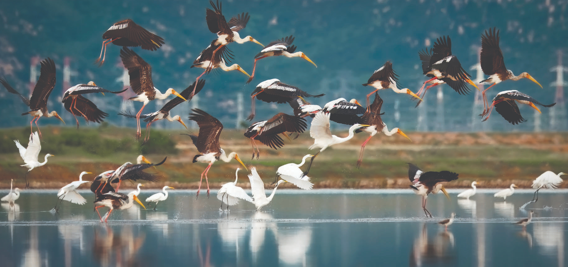 pháo hoa - Ảnh 7.