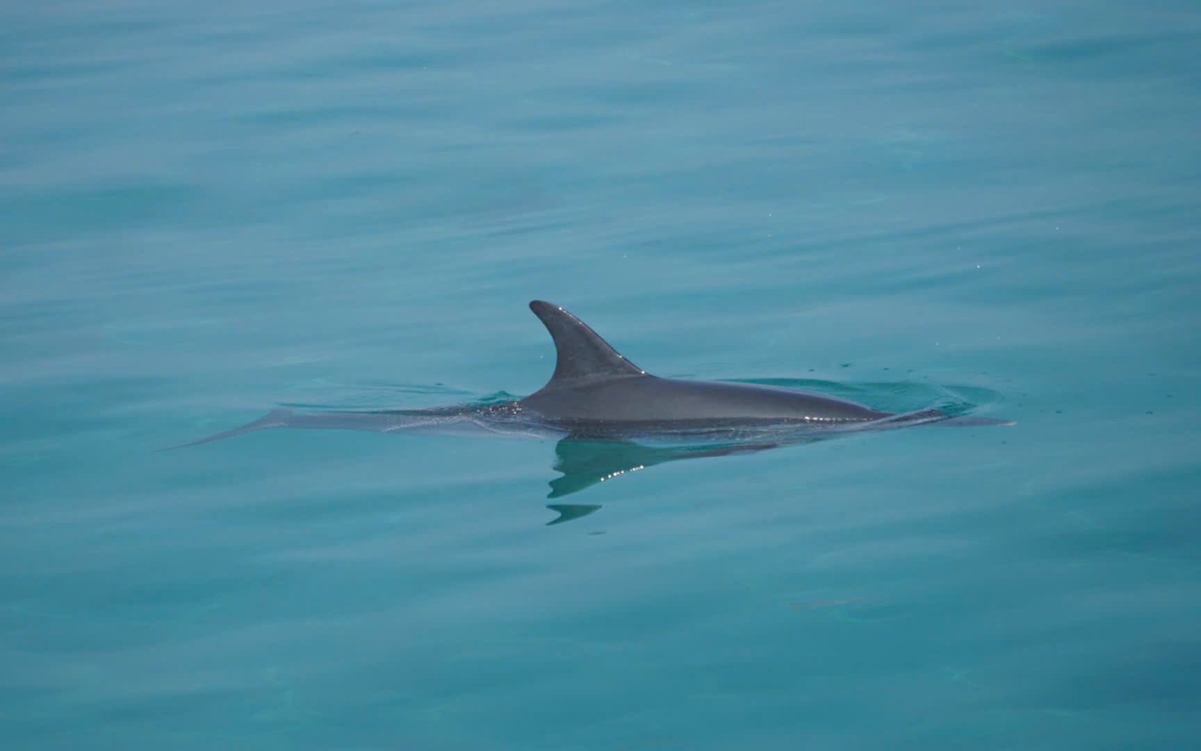 Nearly 1,000 dolphins spotted swimming off Vietnam’s Phu Quy Island - Ảnh 2.