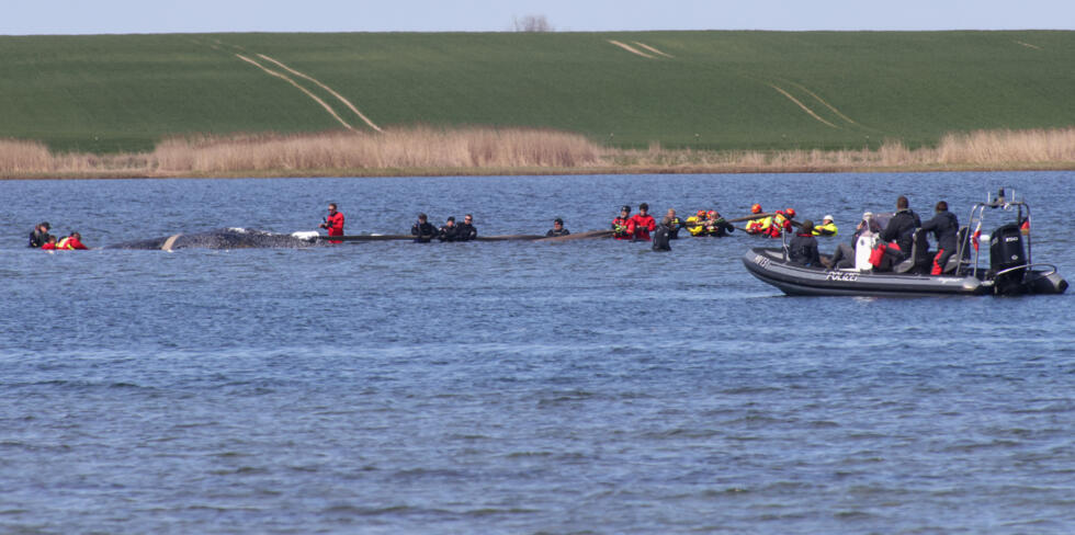 Germany holds breath as stranded whale 'Timmy' sets off in barge - Ảnh 2.