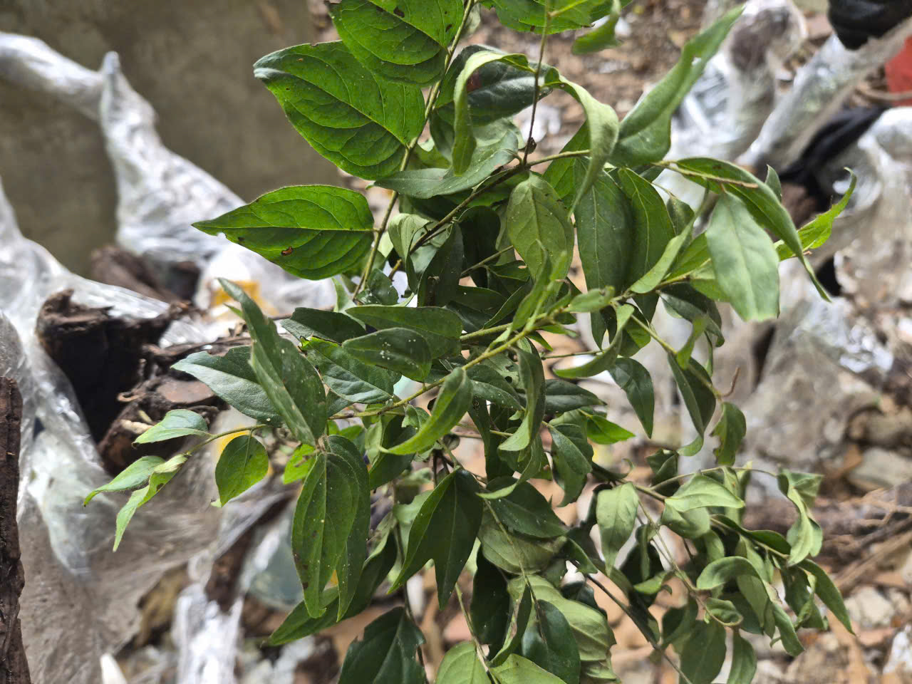 Cây muội hồng bị thổi giá, Cục Lâm nghiệp và Kiểm lâm chỉ đạo ngăn chặn mua bán trái phép - Ảnh 1.