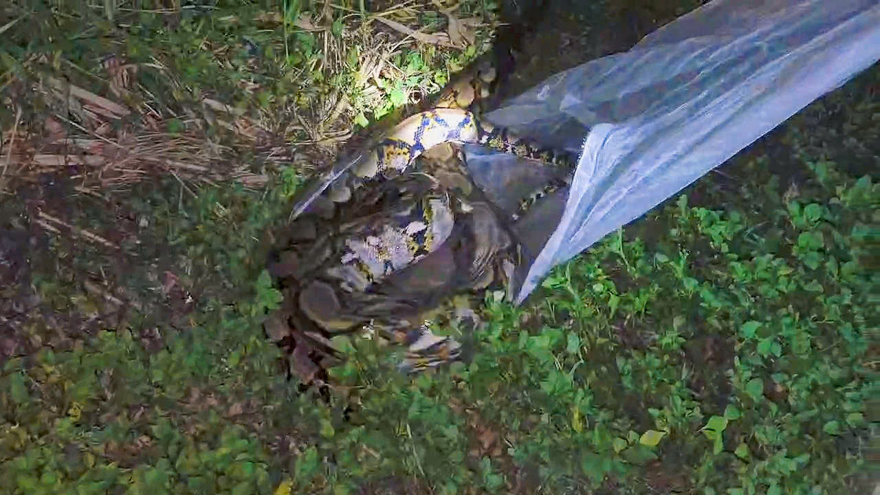 144 wild animals released into Vietnam national park - Ảnh 4.
