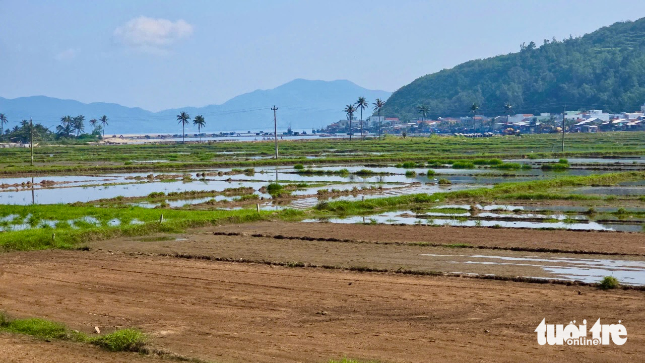 nhiễm mặn - Ảnh 1.