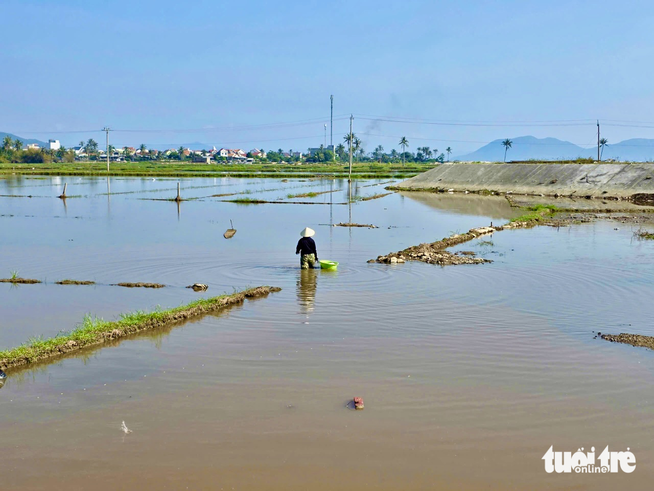 Đề nghị hỗ trợ người dân có đất lúa bị nhiễm mặn - Ảnh 2.
