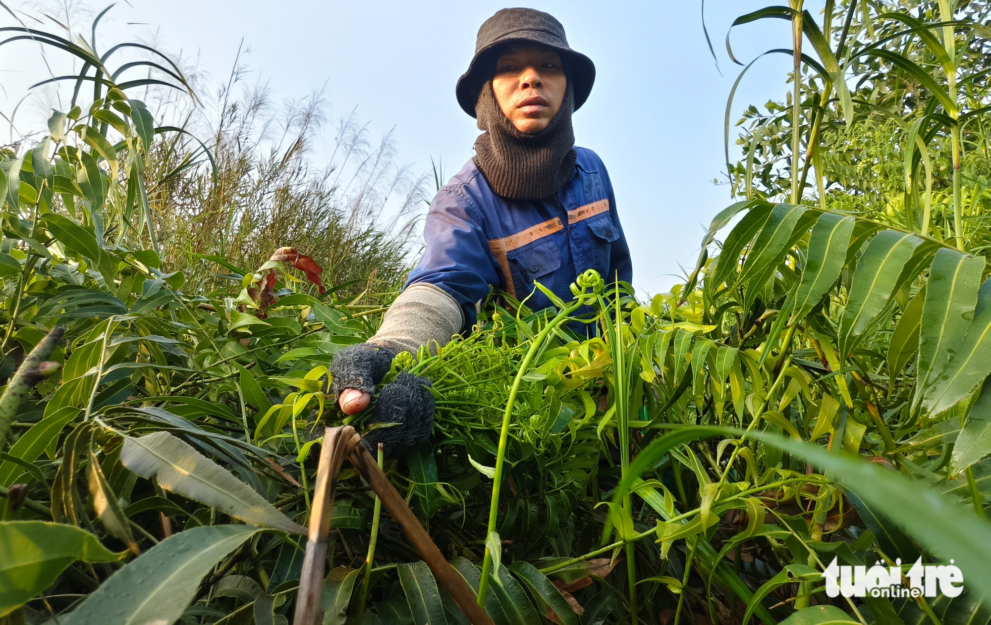 Len lỏi vào bụi rậm, hái đọt choại mưu sinh ở vùng ven TP.HCM - Ảnh 1.