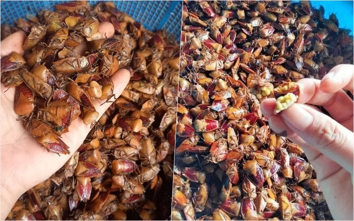 sức khỏe - Ảnh 2.