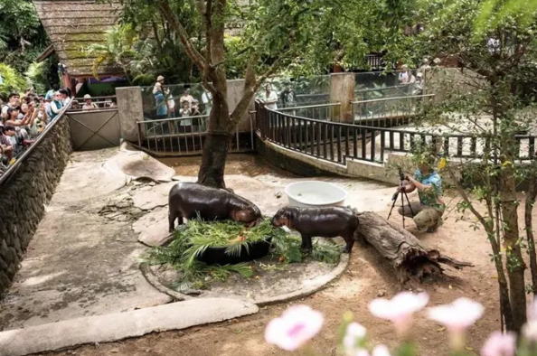 Người đàn ông bị phạt 300 USD sau khi đột nhập chuồng hà mã lùn Moo Deng