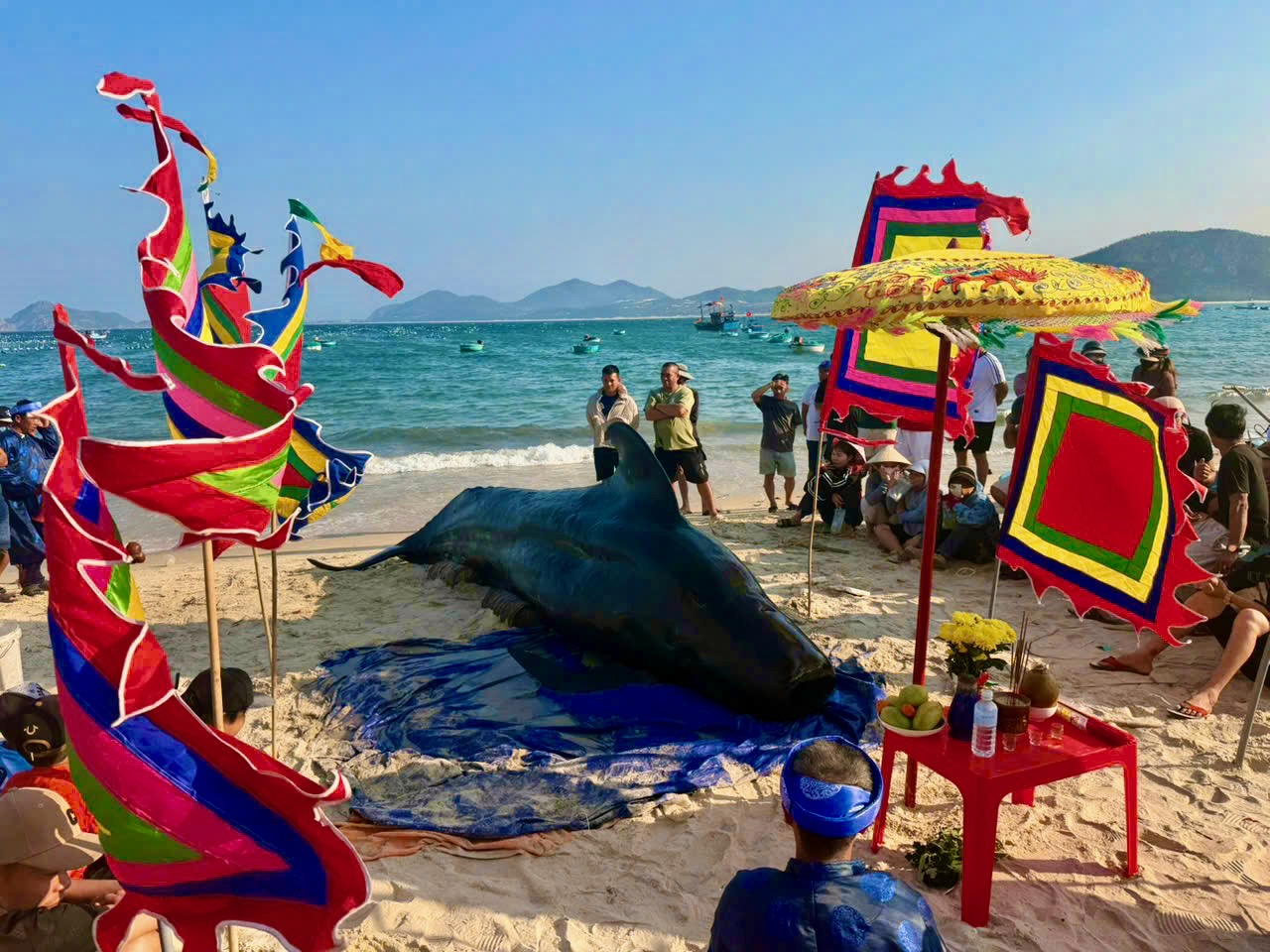 Cá voi nặng khoảng 2 tấn dạt vào bờ biển Đắk Lắk, dân nỗ  lực cứu không thành - Ảnh 1.