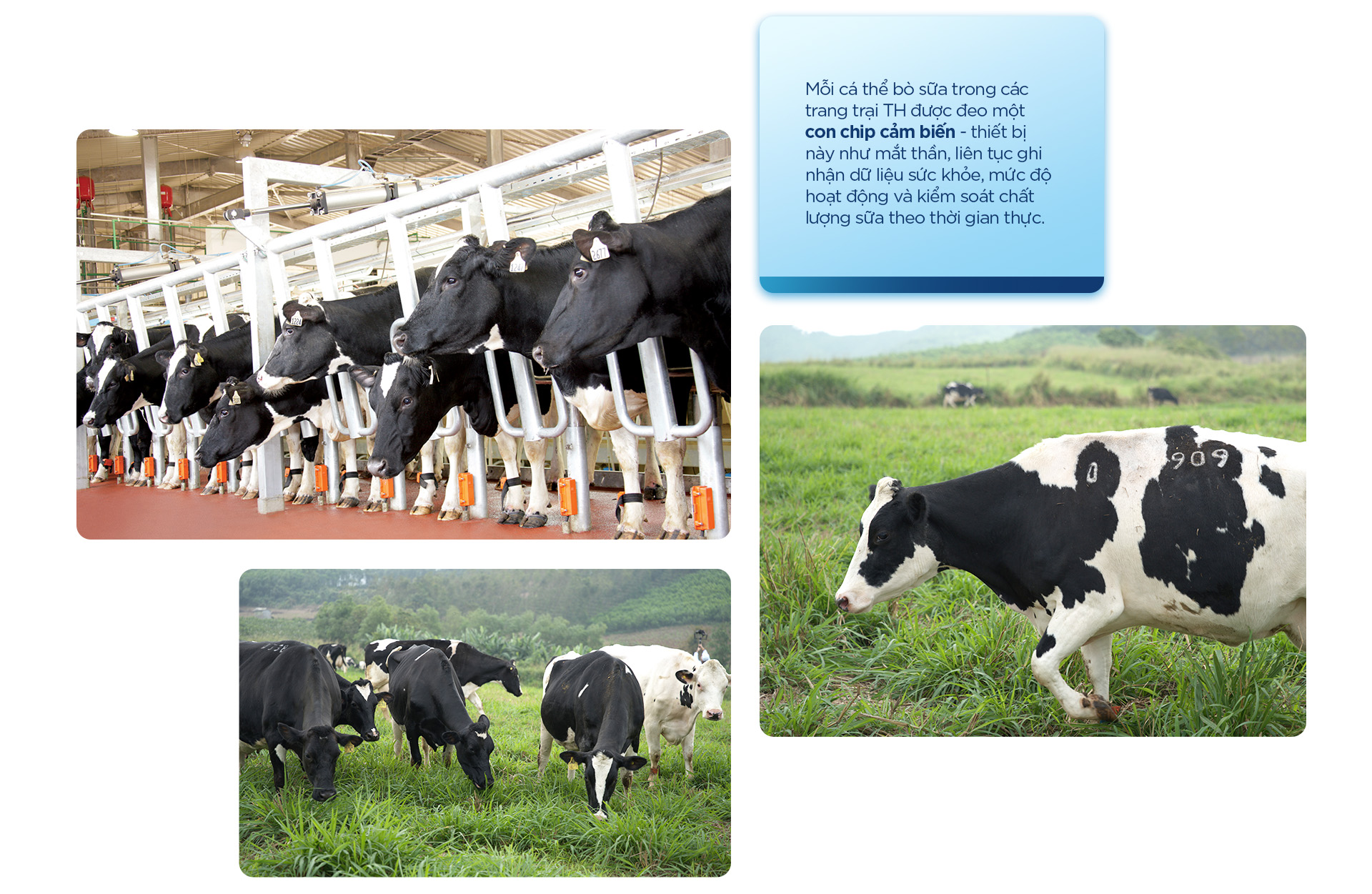 Từ đồng cỏ đến ly sữa: hành trình 12 bước của TH true MILK - Ảnh 7.