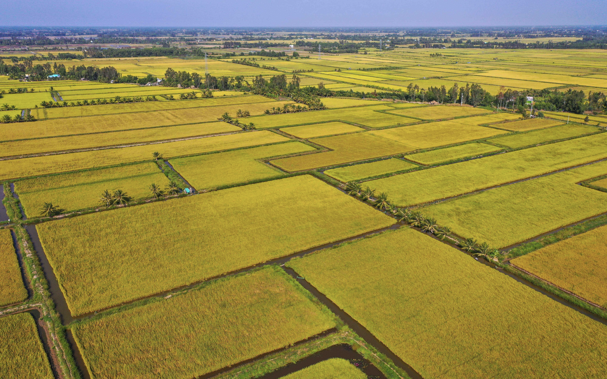 Moving up the value chain: Why deep processing is Vietnam's agricultural lifeline - Ảnh 1.
