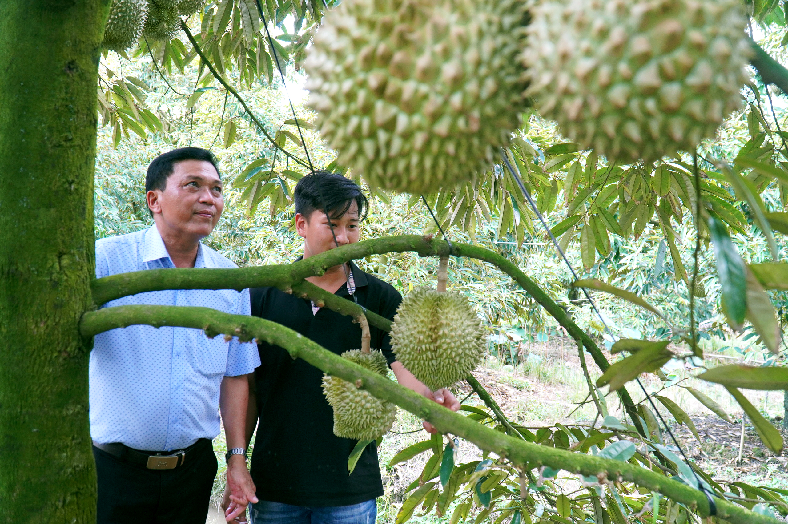 Năm 2026 Đồng Tháp sẽ thí điểm áp dụng hệ thống truy xuất nguồn gốc nông sản - Ảnh 1.