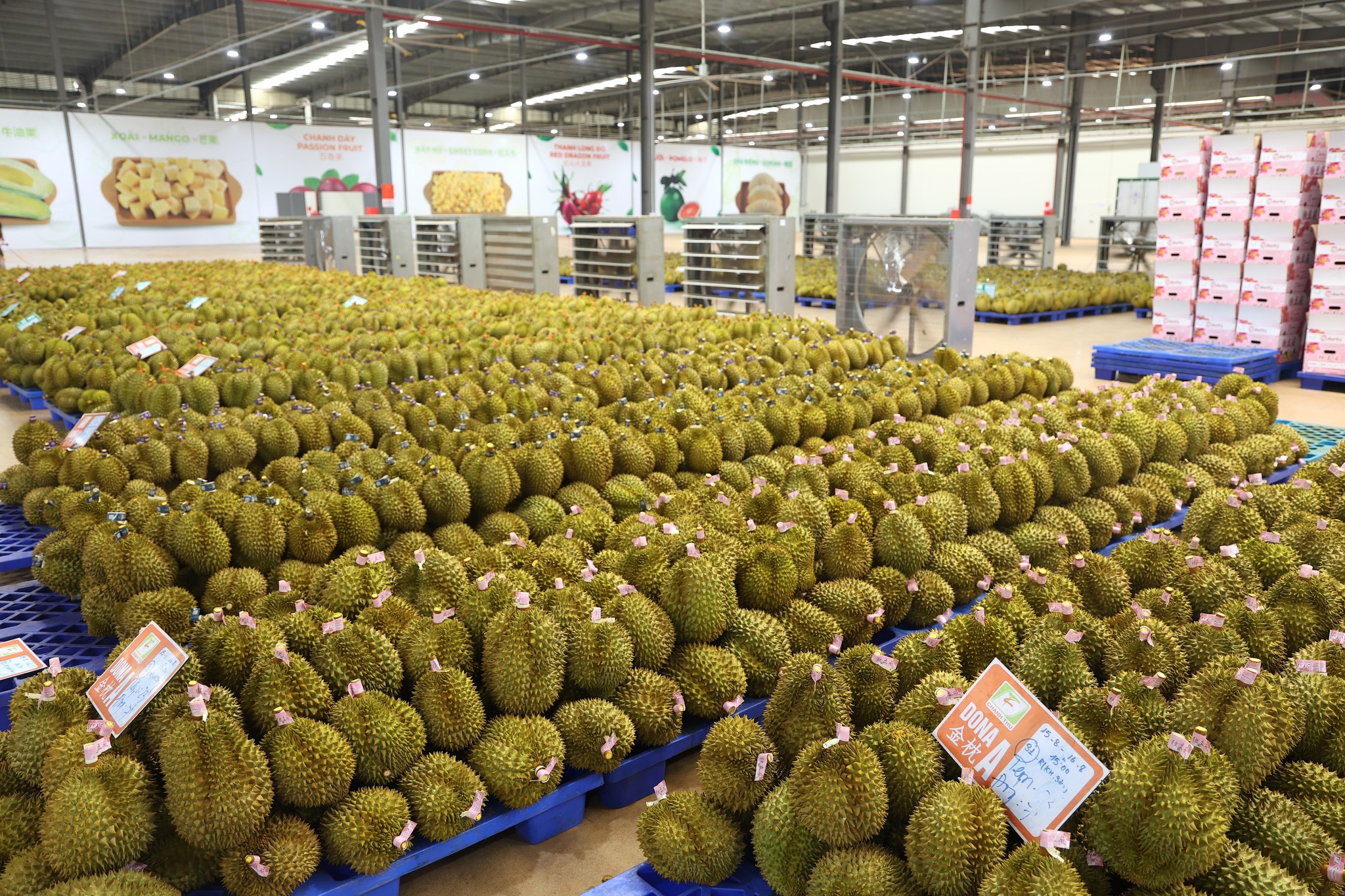 Đề nghị Bộ Công an xử lý việc mua bán mã số, làm sai lệch kết quả kiểm nghiệm nông sản, sầu riêng - Ảnh 3.