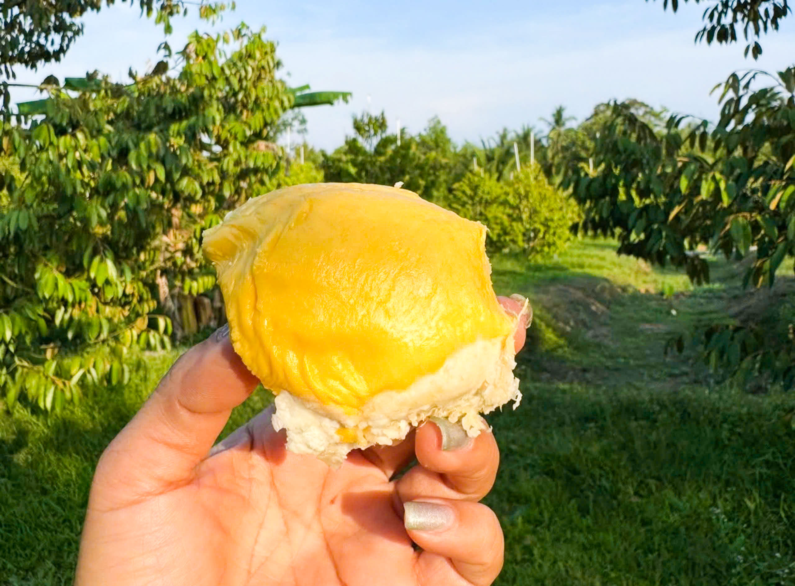 sầu riêng - Ảnh 2.