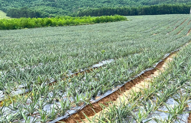Từ 'chảo lửa, túi mưa' đến nông nghiệp kết hợp du lịch trải nghiệm tại Hà Tĩnh - Ảnh 2.