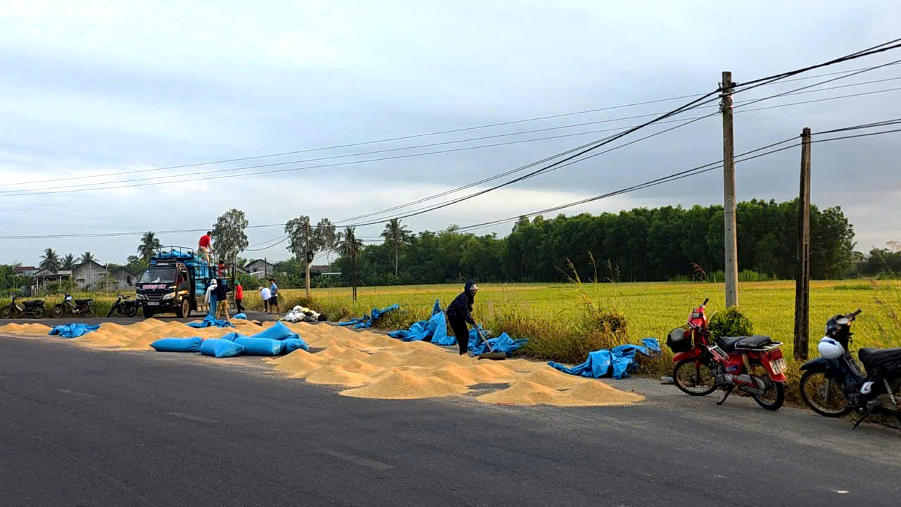 phơi lúa - Ảnh 1.