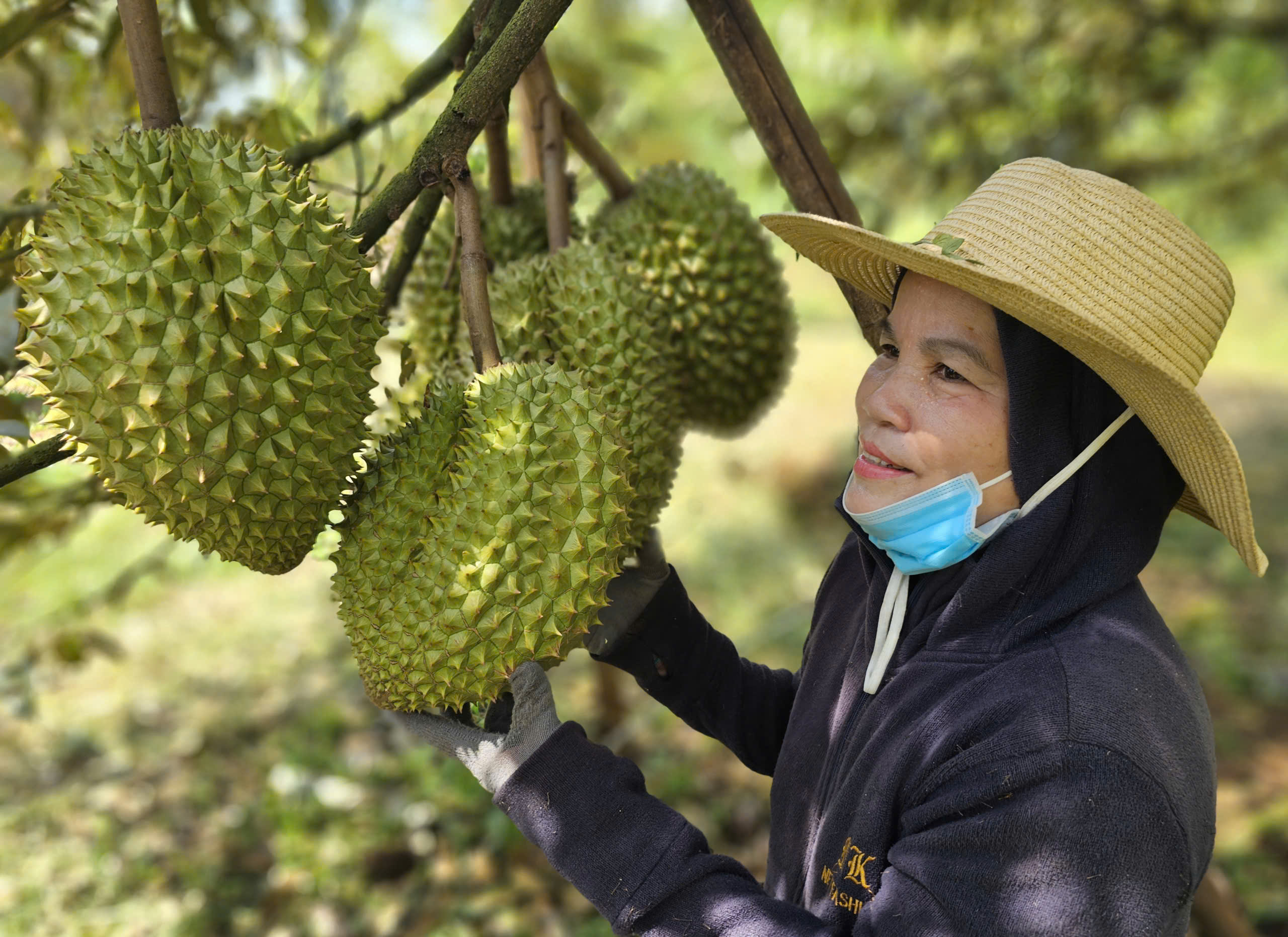 Xuất khẩu sầu riêng vào Mỹ, Hàn… tăng mạnh nhưng vẫn còn nhiều nỗi lo - Ảnh 1.