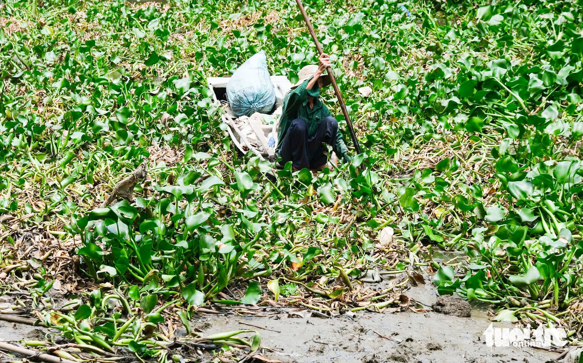 lục bình - Ảnh 2.