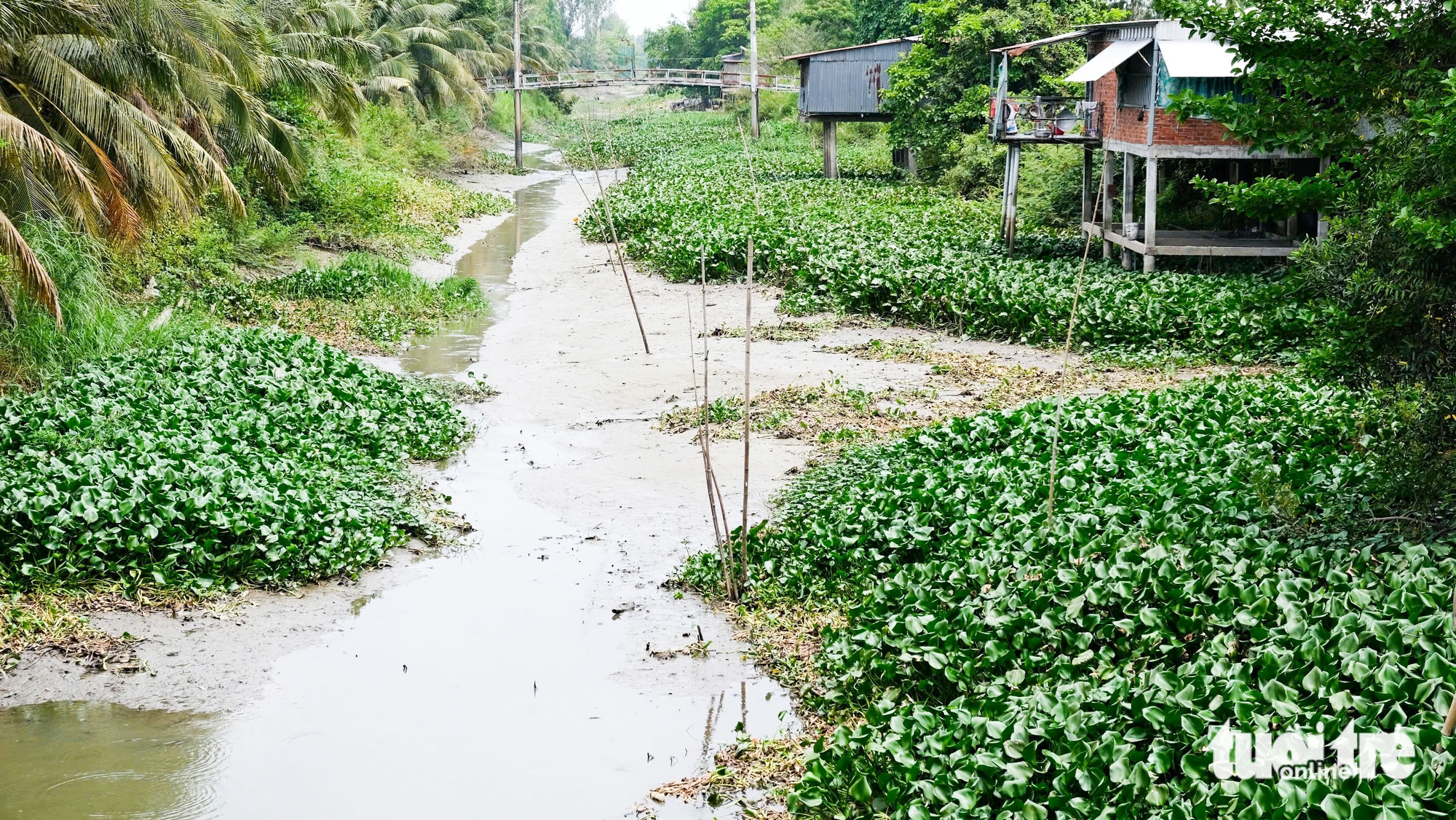 lục bình - Ảnh 3.