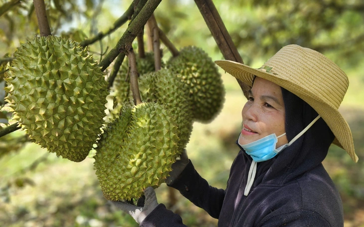 India opens doors to fresh Vietnamese durians in major trade win - Ảnh 1.