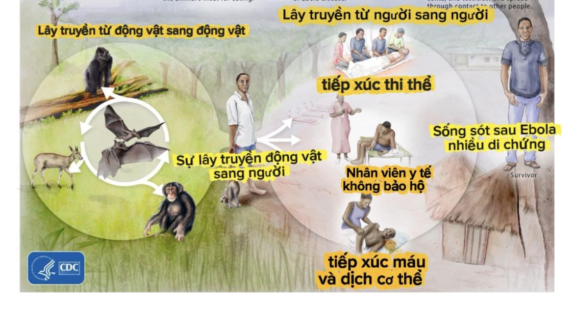 ebola - Ảnh 1.